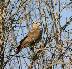 portrait of a bird of prey on a tree branch