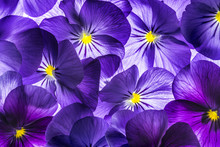 Pansy Flower Close Up - Flower Background