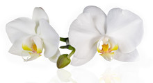 White Orchids On White
