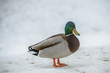 duck on ice in winter time