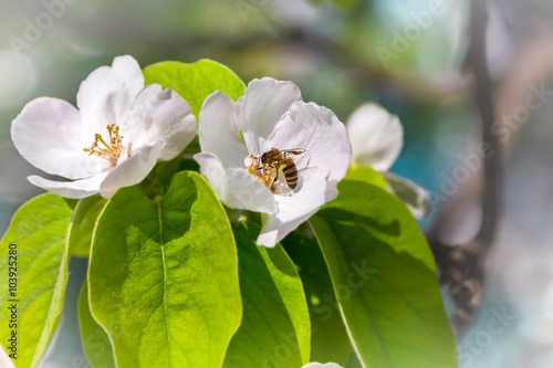 quince tree in bloom  bee collects nectar