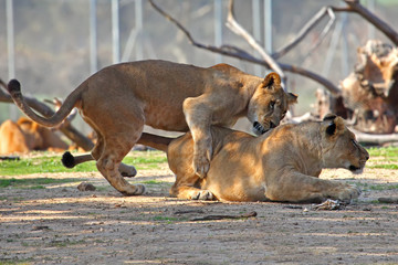 Wall Mural -  lions