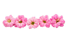 Small Pink Flowers Isolated