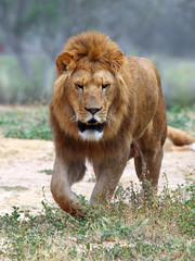 Wall Mural - Close Up picture of a male lion on the grass