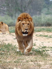 Wall Mural - Close Up picture of a male lion on the grass