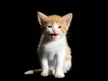 Small Cute Kitten Meows. Pink Mouth. Isolated Black Background. White Kitten With A Red, Fluffy, Beautiful Fur. Kitten Funny