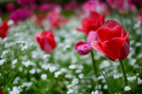 Fototapeta Tulipany - tulipe olorée