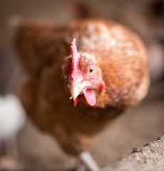 Poster - red chicken on a farm in nature