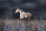 Fototapeta Konie - Gray Lusitanian horse run