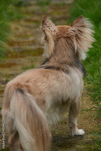 Long Haired Chihuahua Walking Outside Buy This Stock Photo And