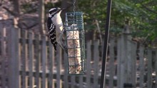 Female Downy Woodpecker (Picoides Pubescens) At Feeder