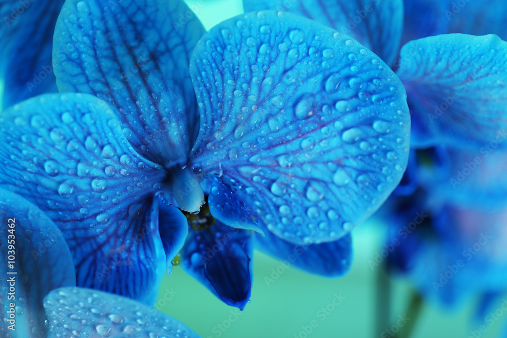 Beautiful orchid flower on  blue background