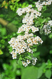 Fototapeta Pomosty - Spiraea spring flower