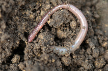 Earthworms Free Stock Photo Public Domain Pictures