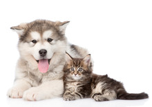 Alaskan Malamute Dog And Maine Coon Cat Together. Isolated On Wh