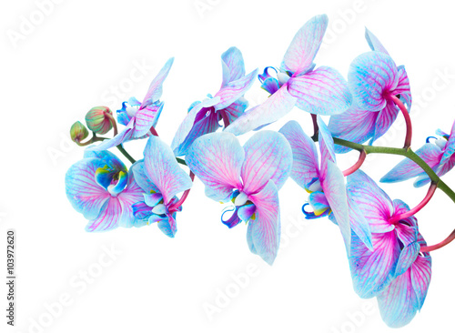 Fototapeta na wymiar stem of blue orchids