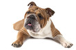 Portrait of purebred English Bulldog on white background