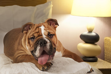 Wall Mural - English Bulldog lying on the bed