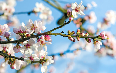 Fotomurales - Spring beauty : fragrant almond blossoms :)