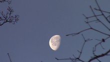 Half Moon Slowly Moving On Cold Winter Morning