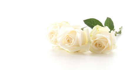 white rose