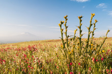 A Plant Of Yellow Marian Cardoon And Sulla Flowers In The Fields Of The Catania Plain, Sicily, And A View Of Mount Etna In The Distance