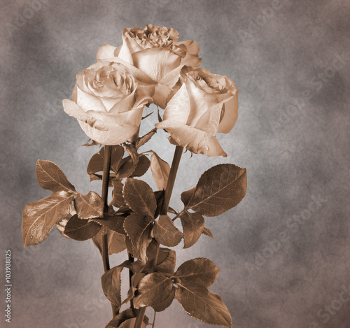 Naklejka dekoracyjna Roses on vintage wall background