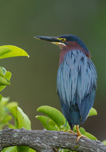 Green Heron On Tree With Geen Leaves, Clean Green Background, Florida, USA