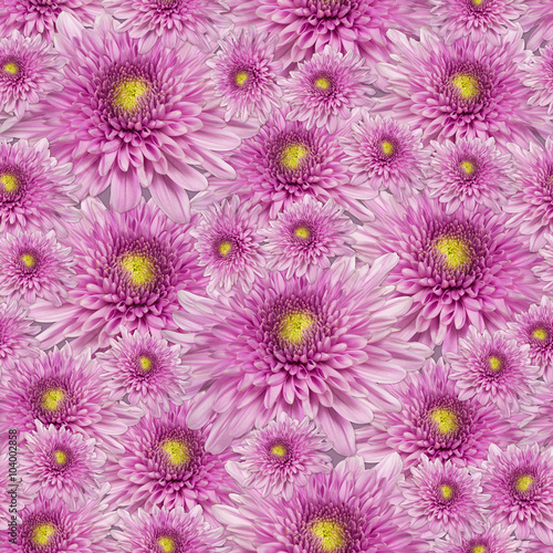 seamless pattern pink yellow  chrysanthemum