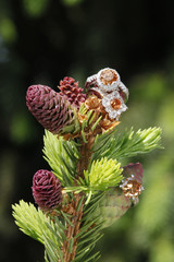 Two Morganite Engagement Diamond rings on budding spruce tree branch