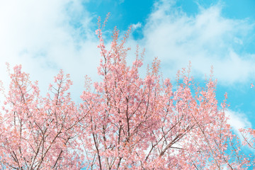 Wall Mural - Wild Himalayan Cherry spring blossom