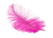 pink ostrich feather on a white background