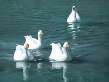 Four White Geese Swimming In The Pond