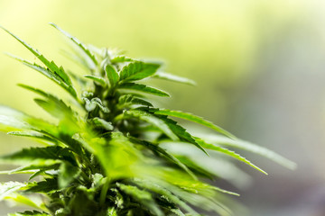  closeup on fresh green marijuana plants