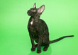 Leinwandbild Motiv Black cat Cornish Rex