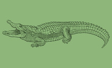 Hand Drawn Crocodile. Vector Illustration