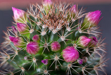 Cactus With Pink Buds