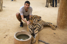 Man In Tiger Temple In Thailand