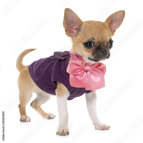 Dressed Puppy Shorthair Chihuahua Buy This Stock Photo And