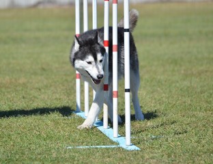 Sticker - Siberian Husky at Dog Agility Trial