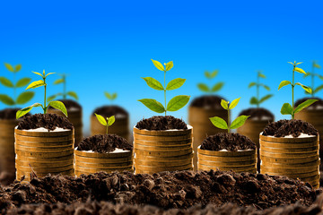 Money growing in soil , Business success concept.