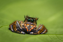 Macro Of Jumper Spider On Green Leaf.
