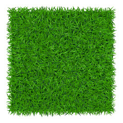 green grass background. lawn nature. abstract field texture. symbol of summer, plant, eco and natura
