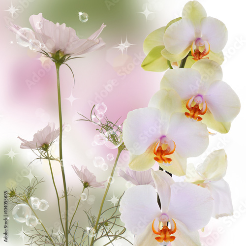 Dekoracja na wymiar  egzotyczny-piekny-kwiat-orchidei