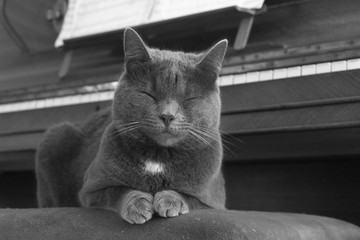 the cat on the piano 