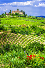 Wall Mural - wineyards of Tuscany, Italy