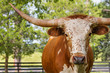 White and brown miniature Texas longhorn in grass field with fence starting looking curious