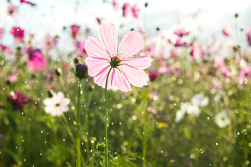 Wall Mural - Beautiful cosmos flower with rain