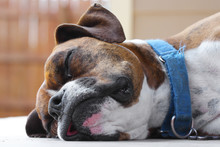 Close Up Of A Brown Boxer Dog Face Sleeping Lying Down Eyes Closed Wearing A Ragged Torn Blue Collar Outside Looking Tired Relaxed Sleepy Alone Calm