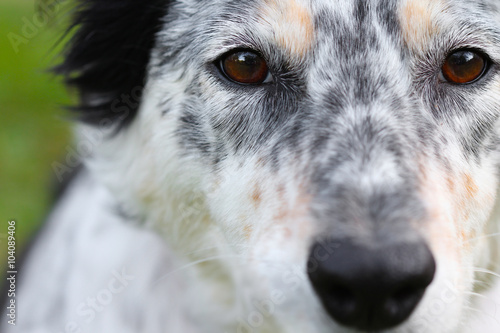 Macro Of A White Black Brown Mottled Border Collie Australian Shepherd Dog Pet Canine Face Head With Brown Eyes Buy This Stock Photo And Explore Similar Images At Adobe Stock Macro Of A White Black Brown Mottled Border Collie Australian Shepherd Dog Pet Canine Face Head With Brown Eyes Buy This Stock Photo And Explore Similar Images At Adobe Stock